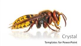  Presentation with hornet - Slide set featuring side-view-profile-hornet-vespa background and a white colored foreground