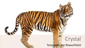  Presentation with tiger - Amazing PPT theme having side-view-profile backdrop and a coral colored foreground