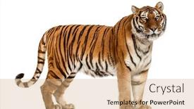  Presentation with tiger - Colorful presentation enhanced with side-view-profile backdrop and a coral colored foreground