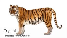  Presentation with tiger - Amazing presentation design having side-view-profile backdrop and a white colored foreground