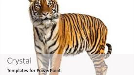  Presentation with tiger - Beautiful PPT theme featuring side-view-profile backdrop and a white colored foreground