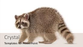  Presentation with walking - Colorful presentation enhanced with side-view-raccoon-walking-away backdrop and a coral colored foreground