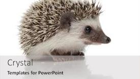  Presentation with healthy workplace full length side view - Colorful PPT theme enhanced with side-view backdrop and a light gray colored foreground