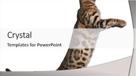  Presentation with kitten - Beautiful presentation featuring young woman listening to a phone conversation on her mobile phone smiling as she holds a cup of tea or coffee in her hand backdrop and a light gray colored foreground