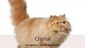  Presentation with persian - PPT theme enhanced with side walk - persian cat 7 months old background and a coral colored foreground
