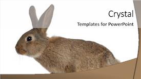  Presentation with white pigeon against the blue - Slides consisting of side walk - rabbit against white background background and a white colored foreground