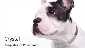  Presentation with name - Audience pleasing slides consisting of side wearing a name tag backdrop and a white colored foreground