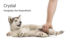  Presentation with behaviour - Audience pleasing slide set consisting of side with a human backdrop and a white colored foreground