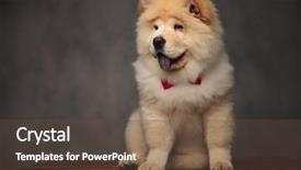  Presentation with red grey - Theme enhanced with side with blue tongue expose background and a tawny brown colored foreground