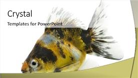  Presentation with goldfish - Presentation theme having gold fish swim isolated - sideview of calico ryukin goldfish background and a white colored foreground
