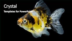  Presentation with goldfish - Slides featuring sideview of calico ryukin goldfish swimming against black background background and a black colored foreground