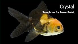  Presentation with goldfish - Cool new presentation design with sideview of red and black oranda goldfish swimming against black background backdrop and a black colored foreground