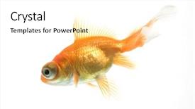  Presentation with telescope - Beautiful presentation featuring eye goldfish swimming against white backdrop and a white colored foreground