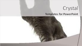  Presentation with maine - Beautiful PPT theme featuring maine coon sitting paw backdrop and a light gray colored foreground