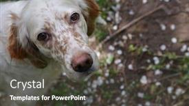  Presentation with hunting - Slide deck having sight-of-a-hunting-dog background and a dark gray colored foreground