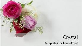  Presentation with purple rose - PPT layouts featuring sign up purple - close-up of rose flowers arranged background and a white colored foreground