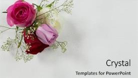  Presentation with tropical flowers close up - Cool new slides with sign up purple - close-up of rose flowers arranged backdrop and a light gray colored foreground