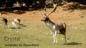  Presentation with high quality - Slide set consisting of sika-deer-stock-on-green background and a yellow colored foreground