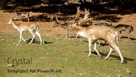  Presentation with high quality - PPT theme having sika-deer-stock-on-green background and a gold colored foreground