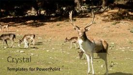 Presentation with high quality - PPT layouts enhanced with sika-deer-stock-on-green background and a yellow colored foreground