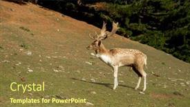  Presentation with high quality - PPT theme with sika-deer-stock-on-green background and a tawny brown colored foreground