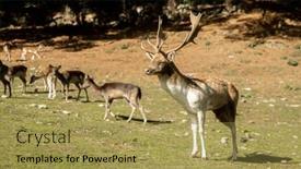  Presentation with high quality - Presentation theme having sika-deer-stock-on-green background and a yellow colored foreground
