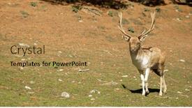  Presentation with high quality - Presentation theme consisting of sika-deer-stock-on-green background and a  colored foreground