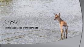 Presentation with water river - Presentation theme featuring sika deer waliking background and a light gray colored foreground