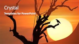  Presentation with crow - Theme featuring silence wisdom - dramatic conceptual background of black background and a crimson colored foreground