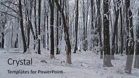  Presentation with winter evergreen forest - PPT theme having silent hill - forest in winter covered background and a  colored foreground