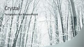  Presentation with forest winter - PPT theme enhanced with silent hill - panorama of winter forest background and a  colored foreground