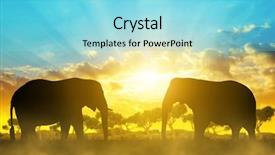  Presentation with elephants - Presentation design having silhouette elephants on the savannah at sunset background and a arctic colored foreground