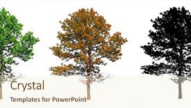  Presentation with oak - Presentation theme enhanced with silhouette oak on white background background and a cream colored foreground