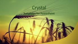  Presentation with field - Theme consisting of silhouette of a barley field background and a seafoam green colored foreground