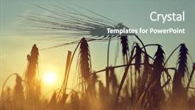 Presentation with field - PPT theme consisting of silhouette of a barley field background and a gray colored foreground