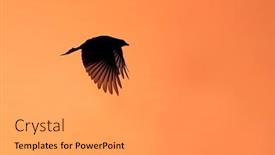  Presentation with south africa - Colorful PPT theme enhanced with silhouette-of-a-forktailed-drongo backdrop and a gray colored foreground