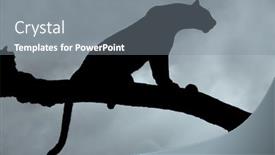  Presentation with tree silhouette - Presentation having silhouette-of-a-leopard-panthera background and a gray colored foreground
