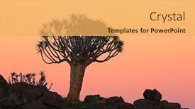  Presentation with tree silhouette - Presentation theme featuring silhouette of a quiver tree aloe dichotoma and rocks at sunset namibia background and a yellow colored foreground