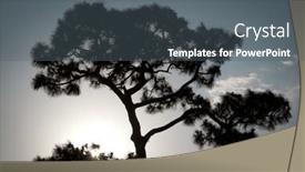  Presentation with tree silhouette - Beautiful theme featuring banzai - silhouette of a sand pine backdrop and a gray colored foreground