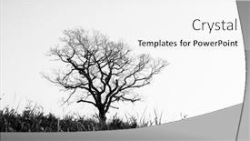  Presentation with single tree - Audience pleasing PPT theme consisting of silhouette-of-a-single-leafless backdrop and a white colored foreground