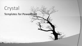 Presentation with single tree - Amazing theme having silhouette-of-a-single-leafless backdrop and a light gray colored foreground