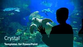  Presentation with tropical reef fish - Presentation design consisting of silhouette-of-a-young-boy background and a ocean colored foreground