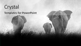  Presentation with african sunset - Slide set featuring silhouette of african elephants background and a light gray colored foreground