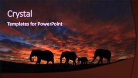  Presentation with african sunset - Audience pleasing theme consisting of silhouette of african elephants backdrop and a wine colored foreground