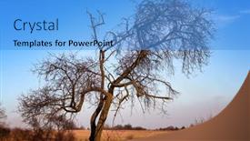  Presentation with tree silhouette - Cool new slide deck with silhouette-of-bare-tree backdrop and a teal colored foreground