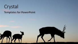  Presentation with deer - PPT theme featuring silhouette of deer at evening background and a light blue colored foreground
