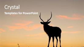  Presentation with deer - Slides featuring silhouette of deer at sunset background and a coral colored foreground