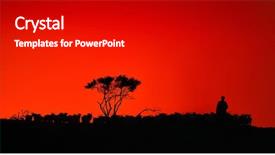  Presentation with sheep flock lambs standing - Slide deck having silhouette of flock of sheep background and a  colored foreground