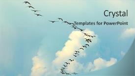  Presentation with crow - Theme enhanced with silhouette of flying birds background and a lemonade colored foreground