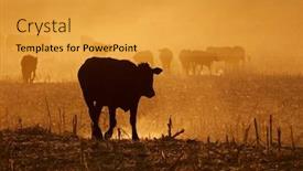  Presentation with cattle - PPT theme having silhouette-of-free-range-cattle background and a gold colored foreground